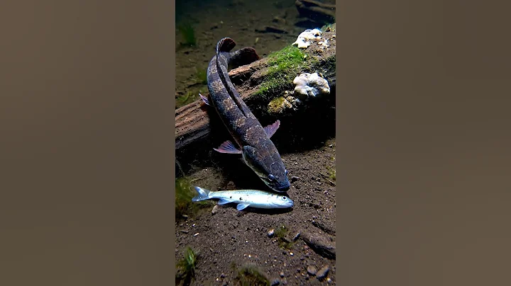 🎣😲UNBELIEVABLE Fish Life in the Countryside! You Won't Believe This! #1 thumbnail