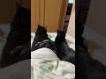 5201 目をつぶって🐱チャープリン