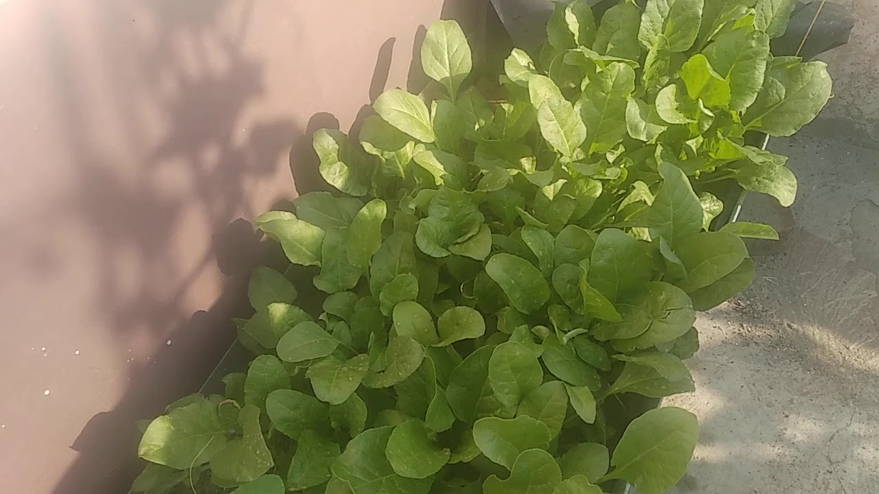 Spinach In My Garden YouTube
