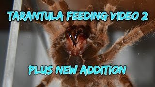 Tarantula Feeding Video #2