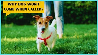 Dog Doesn't COME When Called? FIX It NOW! by For Pet Owners 172 views 2 weeks ago 2 minutes, 59 seconds