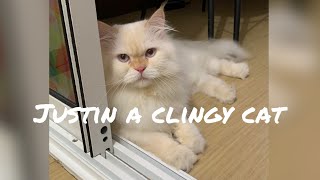 Justin a clingy cat😍😻 #clingycat by Anne Adriane 129 views 2 years ago 4 minutes, 8 seconds