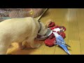 ドッグフードを欲しがるインコ