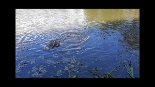 CARP SPAWNING 2020 @ IVY LODGE - IVY LODGE VLOG 21