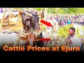 Current Cattle Prices In Ejura Market 2026 Asking Ejura Traders About Cattle Prices Current Cattle Prices In Ejura Market 2026 Asking Ejura Traders About Cattle Prices