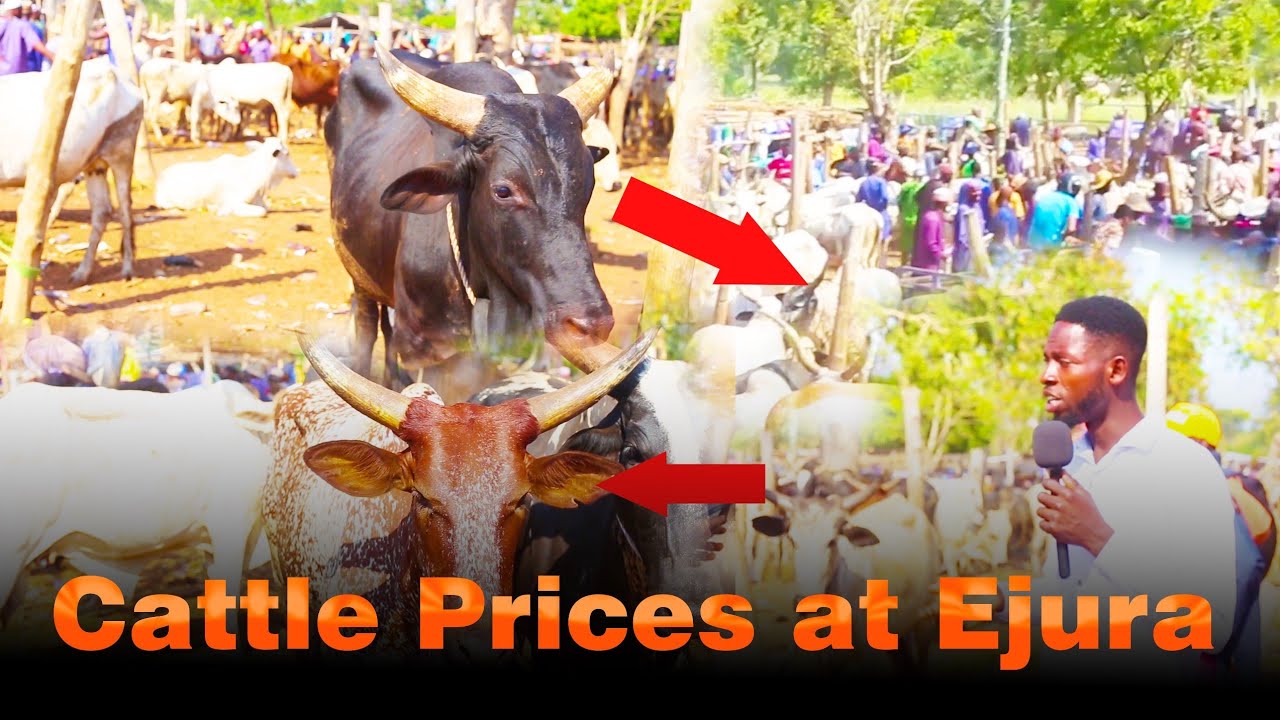 “Current Cattle Prices in Ejura Market 2026 | Asking Ejura Traders About Cattle Prices