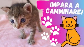 MILKY IMPARA A CAMMINARE *primi passi gattino*