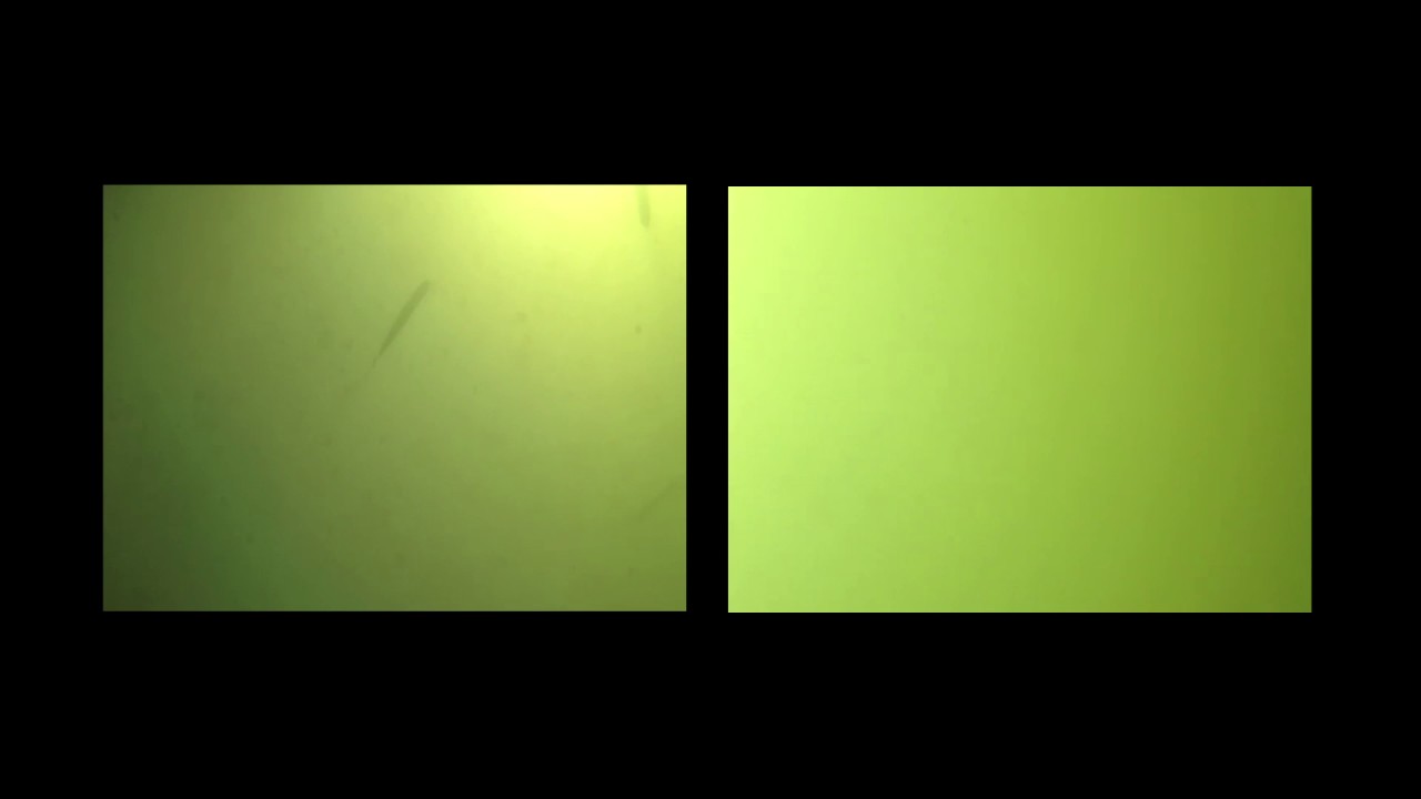 Bubbles (Mr. Sakori & triPhaze)