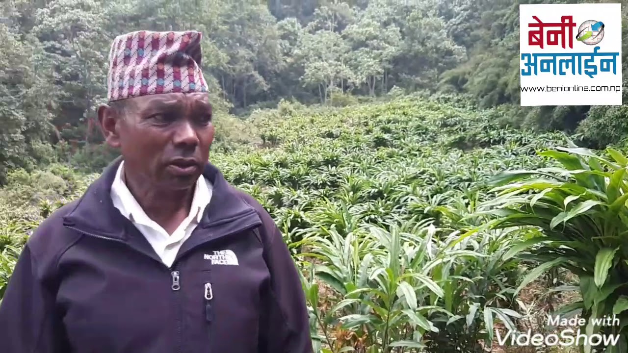 अलैची खेती कसरी गर्ने ? आउनुहोस् म्याग्दीको अर्मनमा गरिएको यो विधि हेरौं