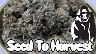 EASY Beginner Guide to Growing WEED︱ Gorilla Glue Seed to Harvest