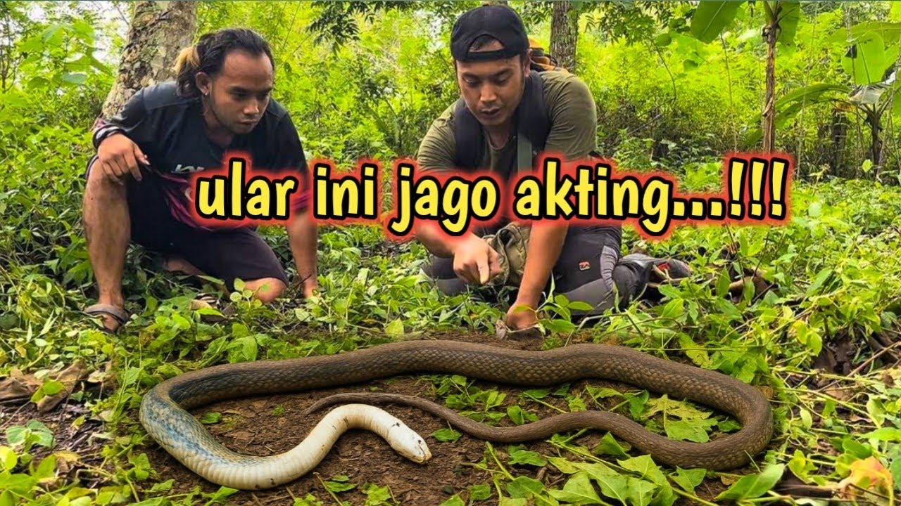 JANGAN DEKATIN !! ular ini pura pura mati pas ketahuan...