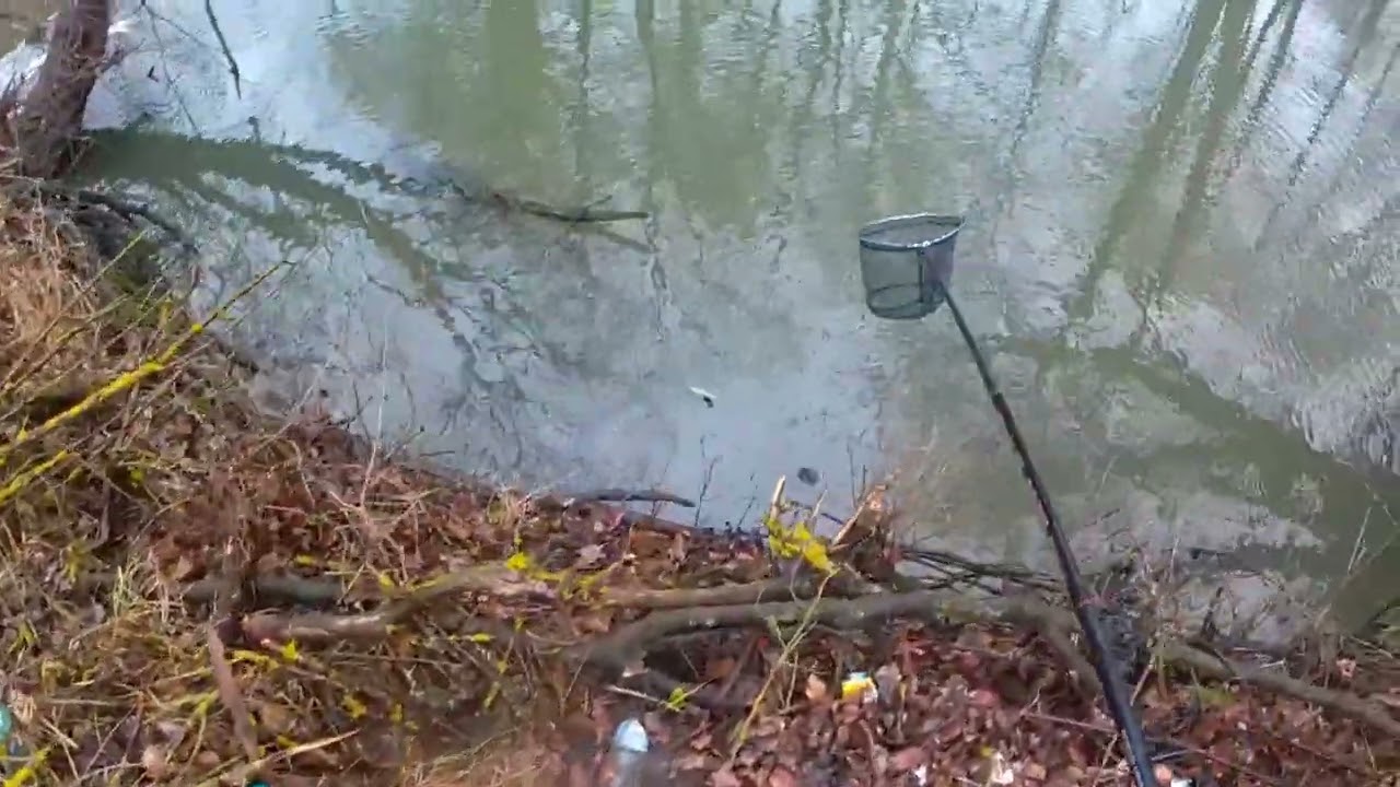 BULGARİSTAN (DELİ KAMCİ)България (Луда Камчия)