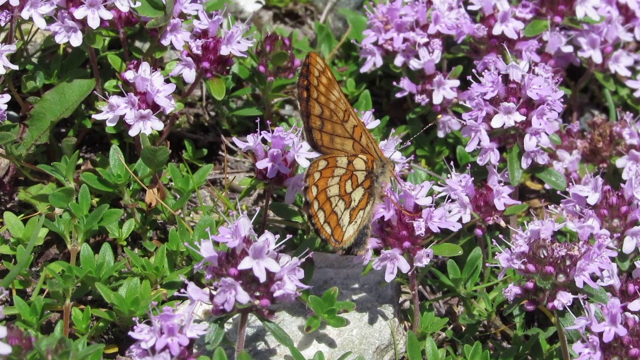 Asian fritillary, Euphydryas intermedia wolfensbergeri