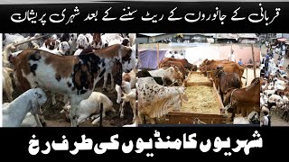 Bakro or cow ky rate suuny ky bad log parashan | Lahore Mandi sagya update | Lahore mandi update.