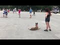 Kai 8 month Belgian Malinois | Incredible Off Leash Obedience | Washington D.C. Kai 8 month Belgian Malinois | Incredible Off Leash Obedience | Washington D.C.