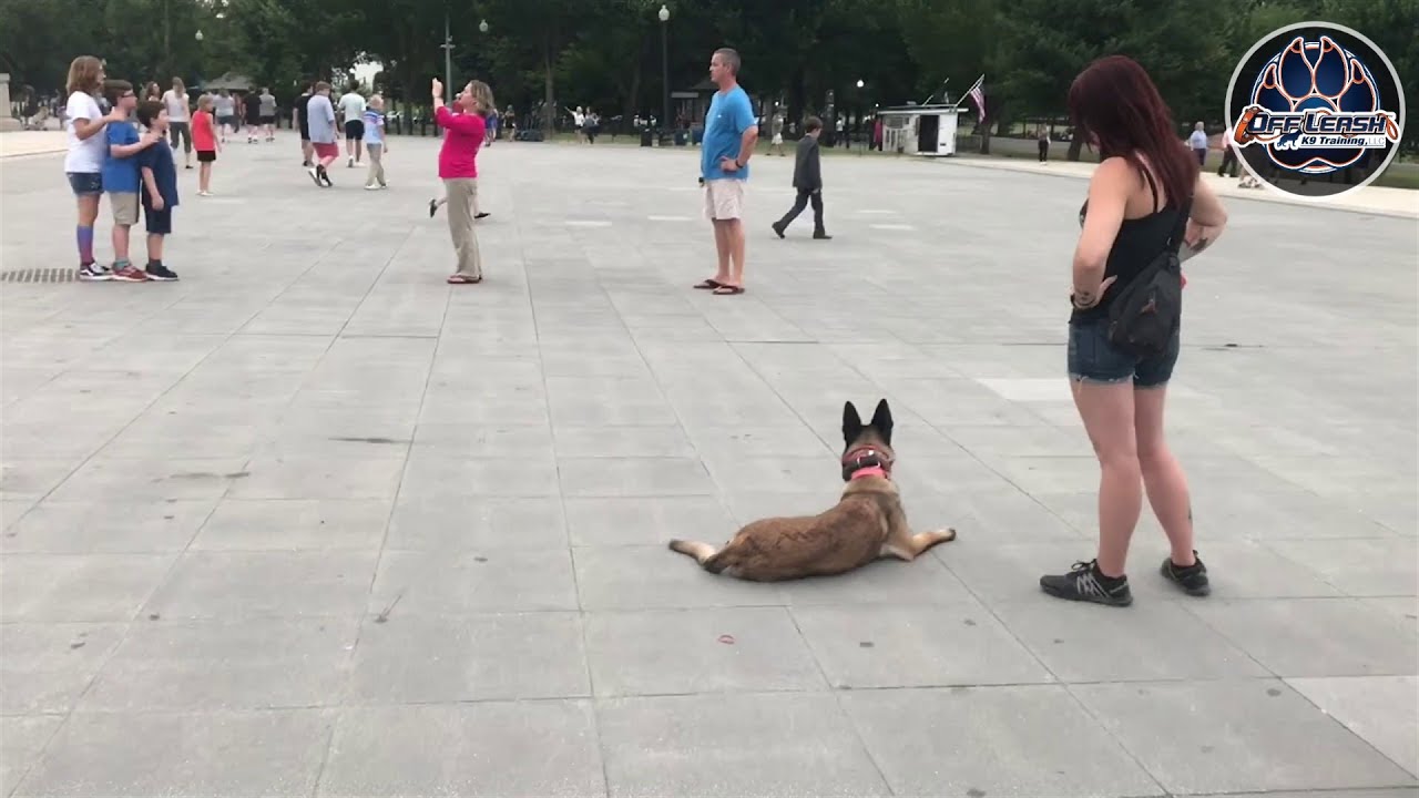 belgian malinois leash training