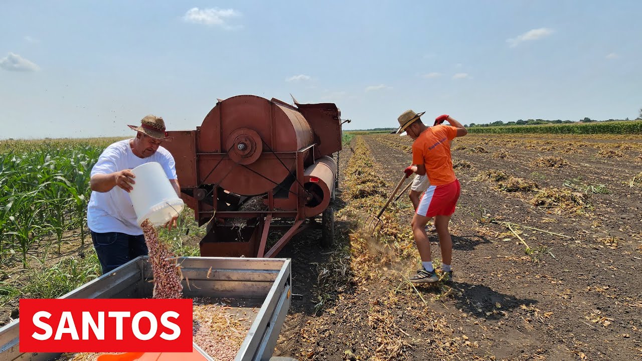 PROIZVODNJA PASULJA U RAVNOM TOPOLOVCU