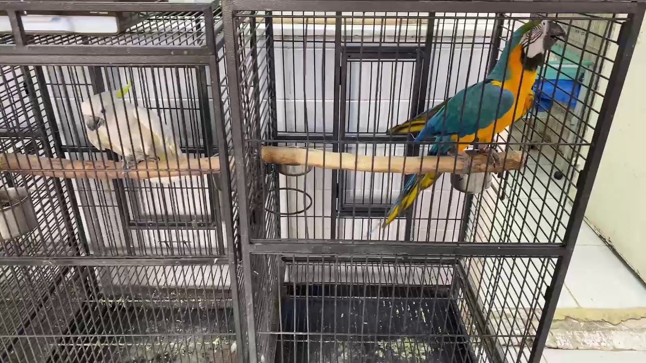 Kuwait birds market YouTube