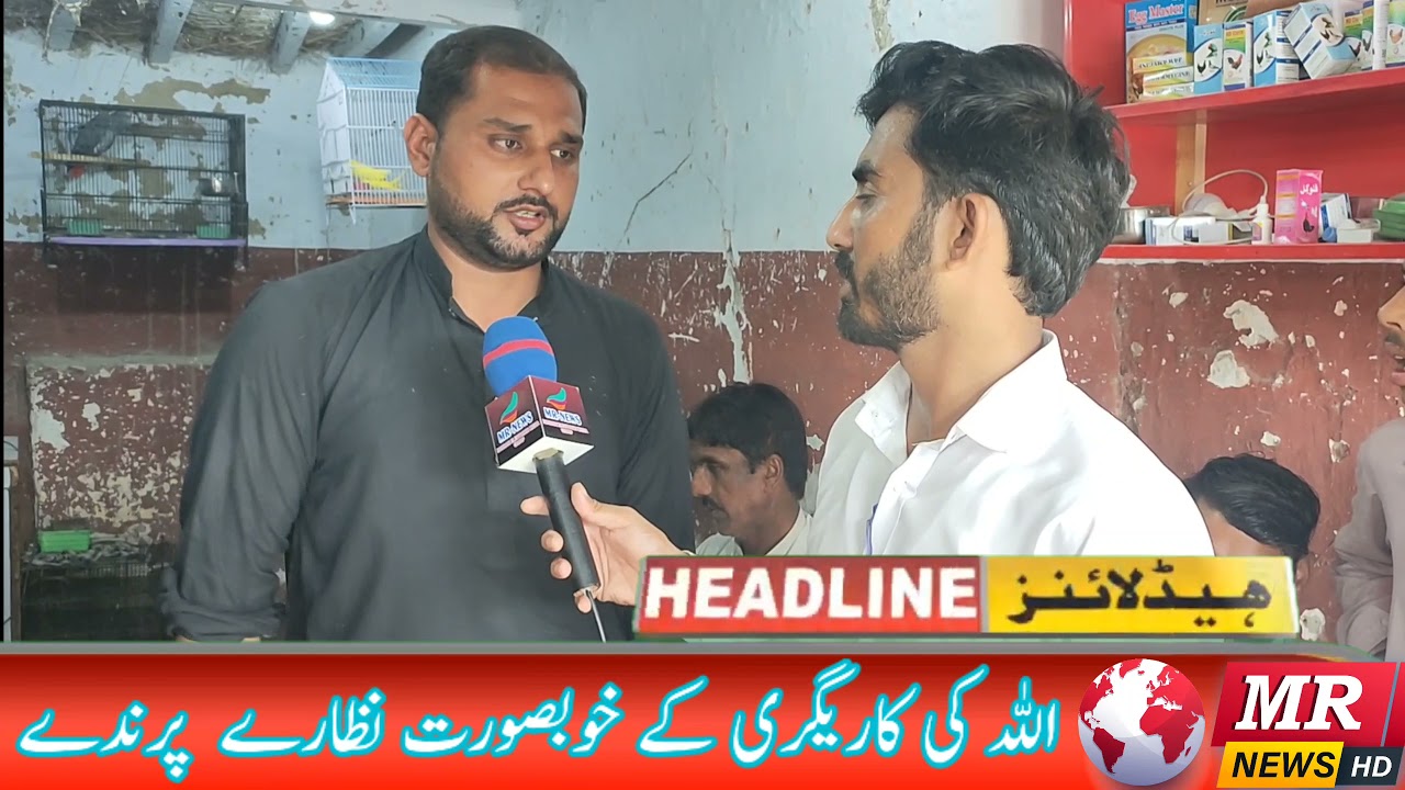 Beautiful Birds In Layyah News 15 October |MR NEWS HD|