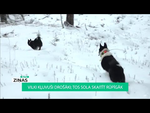 Video: Igauņi Glābj Vilku No Ledus, Domājot, Ka Tas Ir Vilks