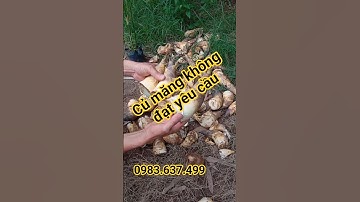 Dấu hiệu nhận biết củ măng lục trúc kém dinh dưỡng #mangluctruc #mangluctructananh