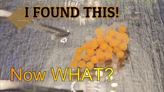 Saving pleco eggs kicked out of a cave (by using a Ziss Tumbler)