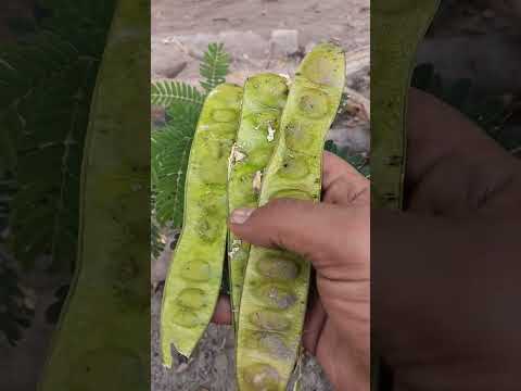 سرس کی شناخت اور فوائد لطیف انقلابی دواخانہ