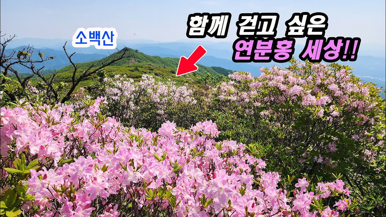 소백산 연분홍철쭉 100%만개~ 지금이 최고다!! 삼가-비로봉-국망봉-초암사-달밭골