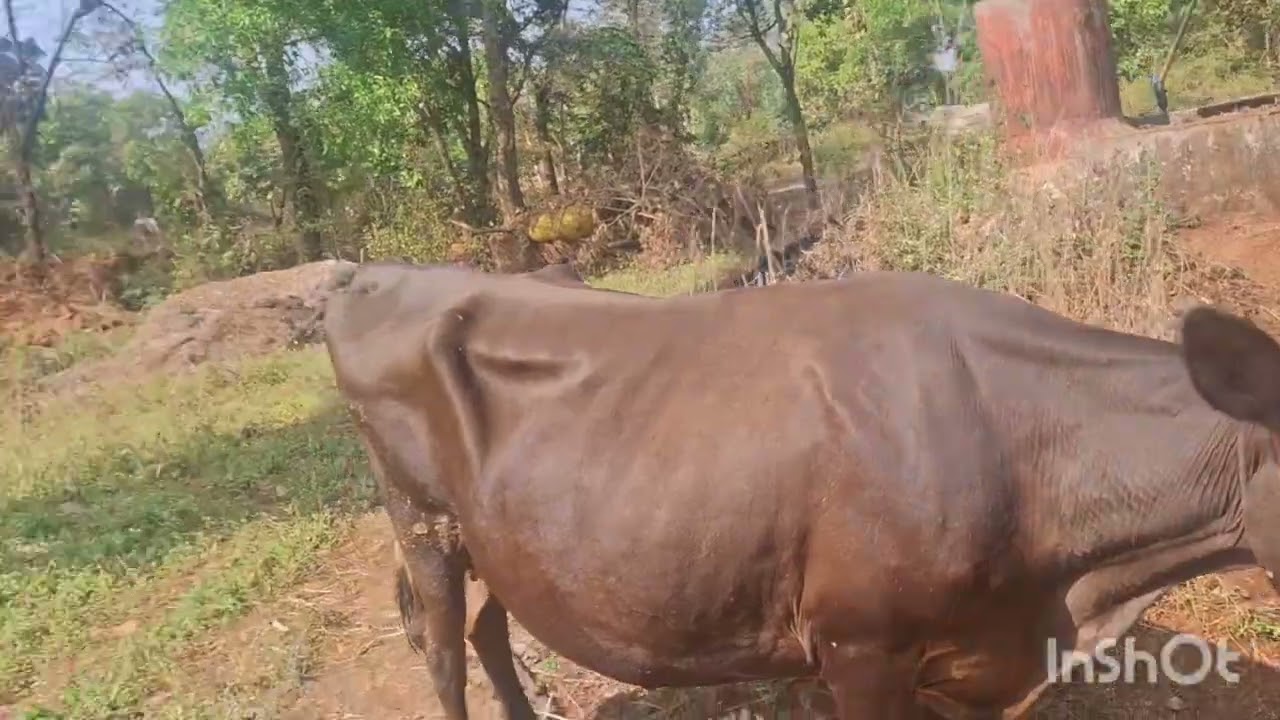 गावच्या घराची Home Tour | आमचा 31st गावी साजरा केला