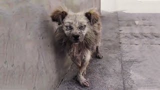 A blind stray puppy tries to open eyes, Will the person in front of me help me?