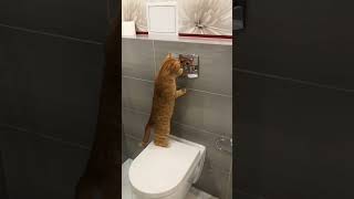 My cat's identity crisis