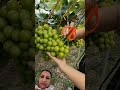 grapes ki kheti #youtubeshorts #agriculture #agrifuture #trending