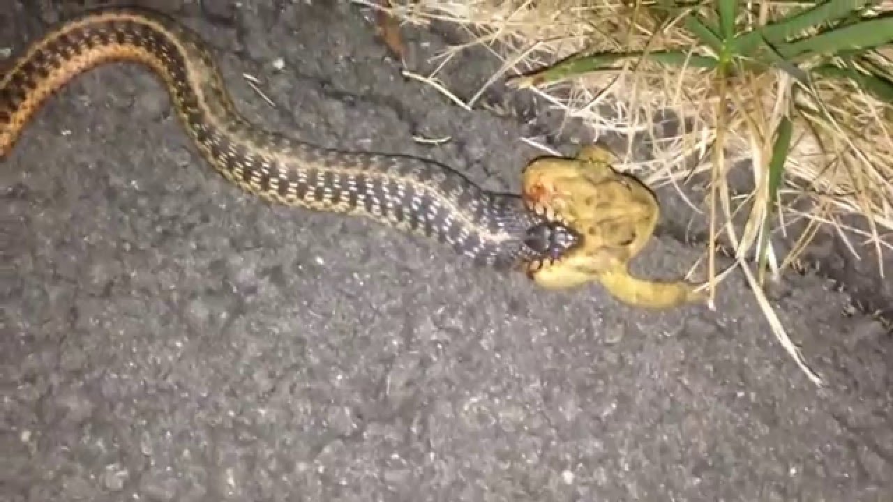 Может ли змея съесть змею. Змея ползет. Змеи ночью.
