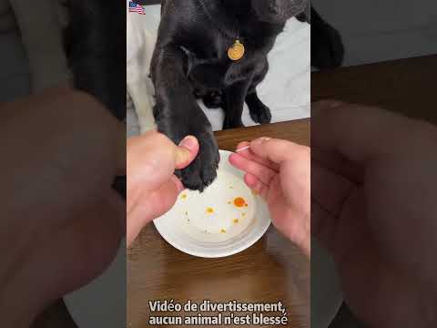 “Je peux encore t’appeler papa… ?” – la réaction du chien après le test 😱🐶💔