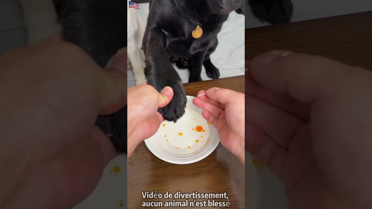 “Je peux encore t’appeler papa… ?” – la réaction du chien après le test 😱🐶💔
