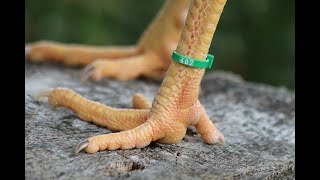 How To Put A Leg Ring on Your Bird Properly