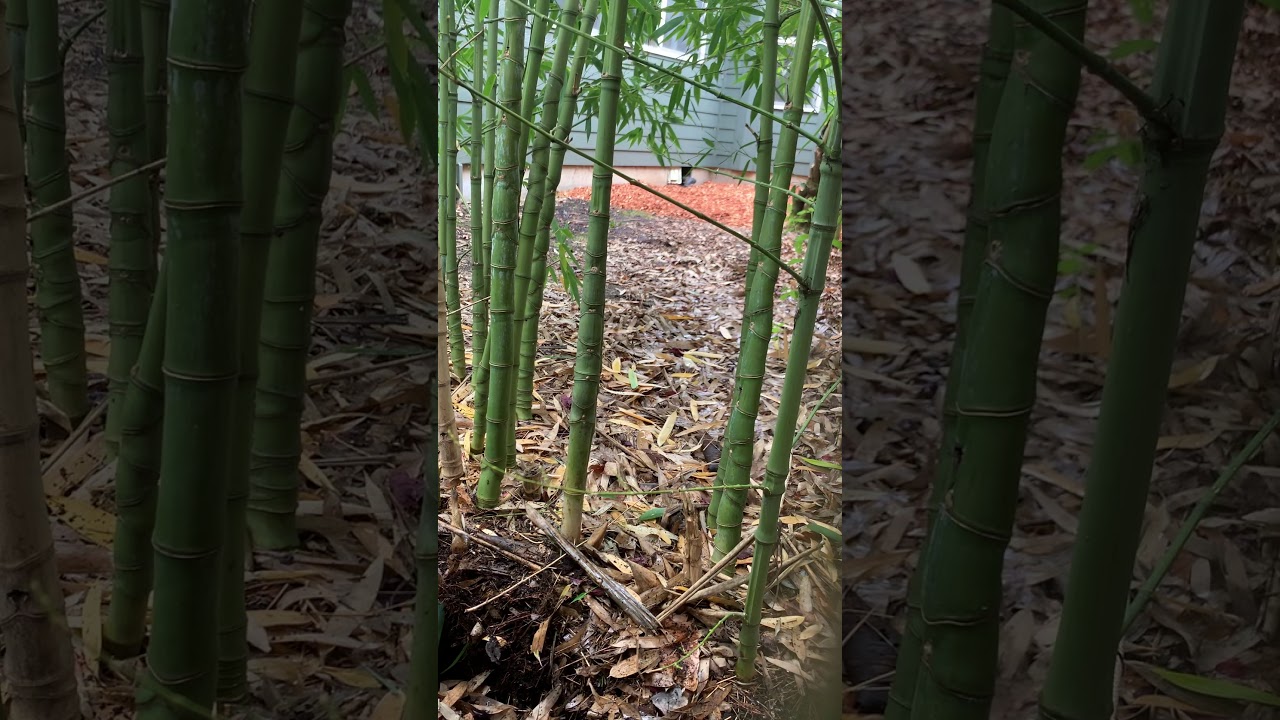 How to remove bamboo by hand YouTube