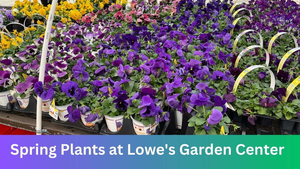 🌷💐Spring Plants at Lowe's Garden Center Big Box Plant Shopping YouTube