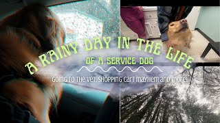 A rainy day in the life of a service dog! | Vet visit, shopping cart mayhem, and more! ✨