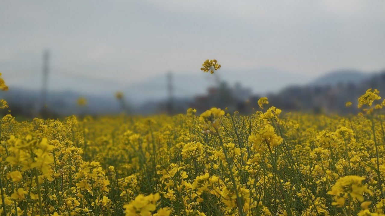 AAMA (OFFICIAL MUSIC VIDEO)- DXace