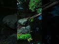 Tiny Bamboo Water Flow 🌿💧 | Relaxing Nature Shorts  #nature #peace