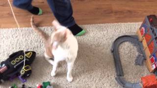 My cat hates string (available on mobile)
