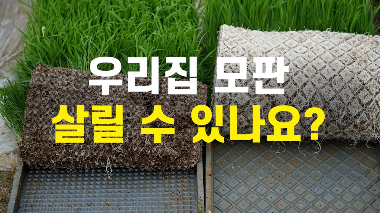 우리집 모판 살릴 수 있나요? - YouTube