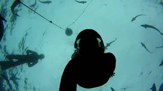 Swimming With Sharks