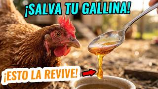 Cómo revivir a una gallina decaída: Abre su pico y dale esto de IMMEDIATO