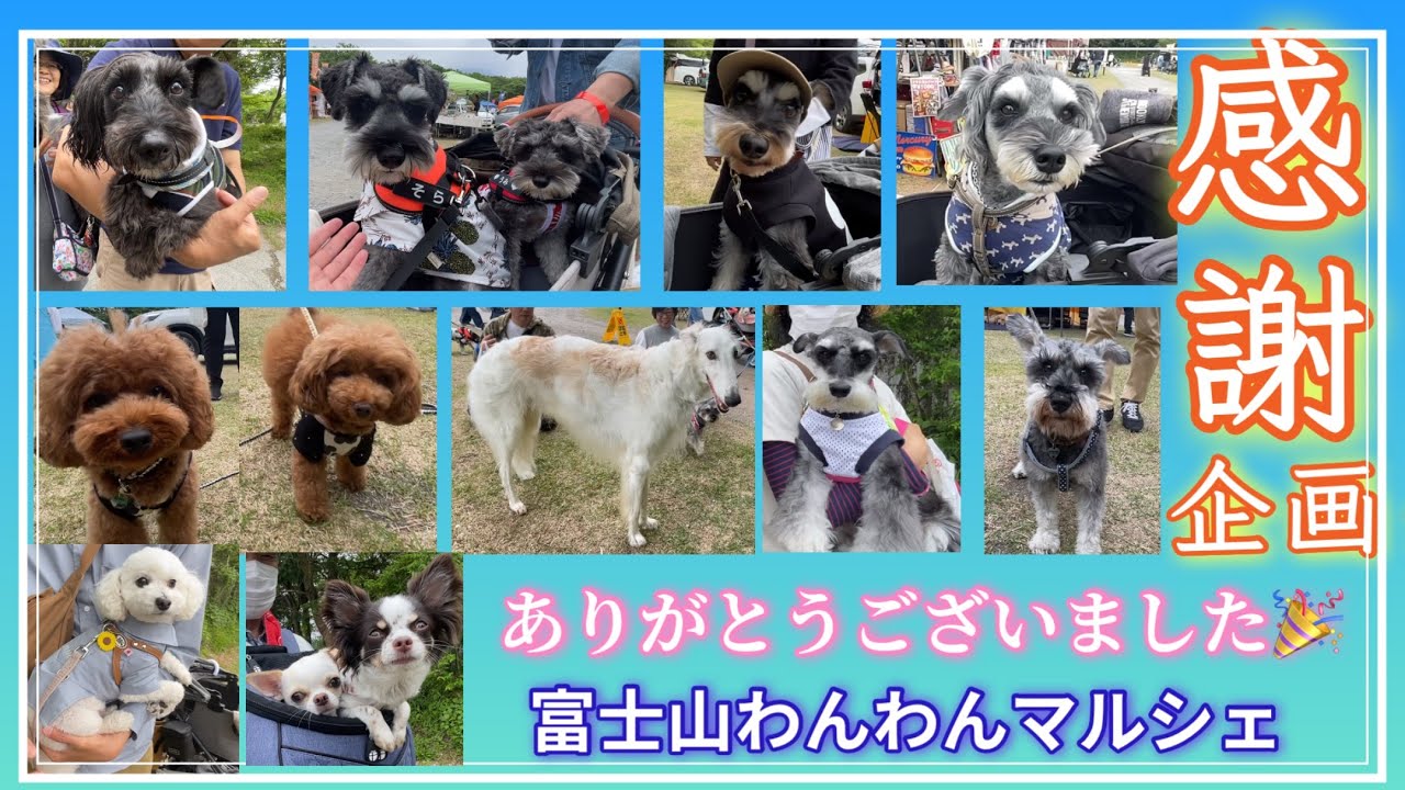 【感謝企画】お会いできた視聴者さんへ、無事プレゼントをお渡しすることができました～!! 富士山わんわんマルシェ
