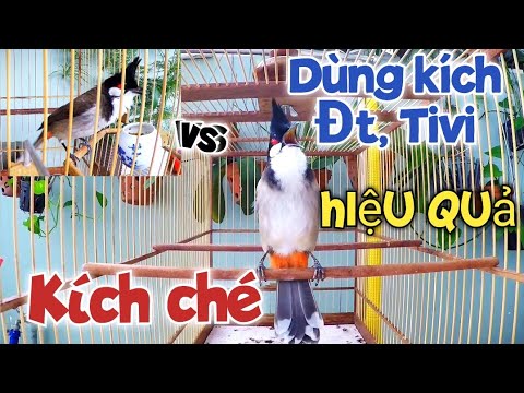 Video Dùng Kích Lửa Cho Chào Mào đấu cực Sung.kích Chào Mào Ché.Luyện Chào Mào Hót Đấu.kich chao mao