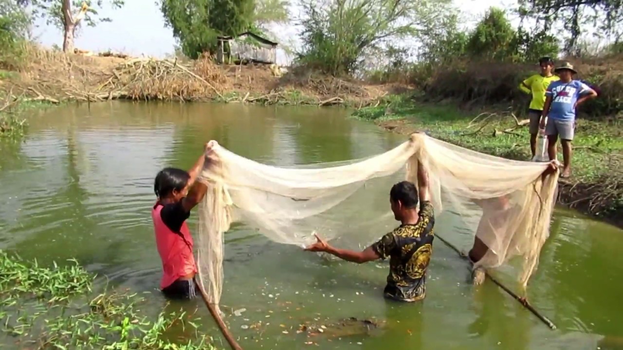 Amazing Man Catching Big Catfish by Hand
