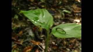 The weird dance of the tiger leech