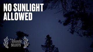 Children of the Night